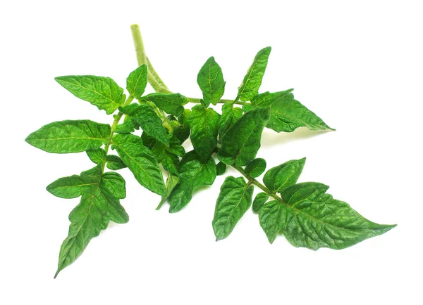 Zweig Mit Tomatenblättern Isoliert Auf Weißem Hintergrund Blatt Grün — Stockfoto