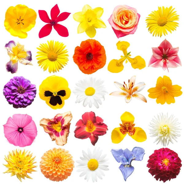 Kolekce Květiny Tulipán Sedmikráska Iris Rose Máku Lilie Dahlia Denivka — Stock fotografie