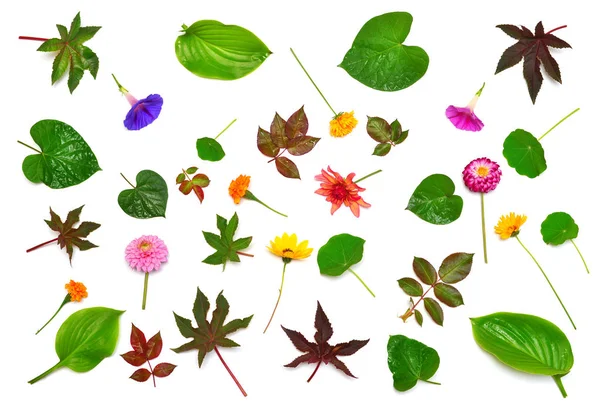 ダリア タバコ マリーゴールド 葉ホストとトウゴマ白い背景で隔離の花のコレクション 植物組成とコレクション 自然と植物 フラット横たわっていた トップ ビュー — ストック写真