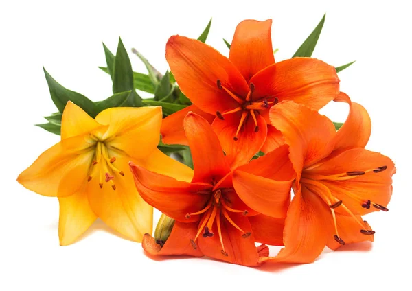 Bouquet of beautiful delicate orange lilies Lilium Asiatic Hybrid Orange Ton isolated on white background. Fashionable creative floral composition. Summer, spring. Flat lay, top view. Valentine\'s Day