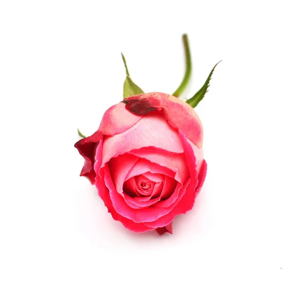 Bud Rosa Linda Flor Rosa Isolado Fundo Branco Cartão Casamento — Fotografia de Stock