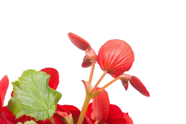 Begonia Röd Blommor Isolerad Vit Bakgrund Platt Lekmanna Top View — Stockfoto