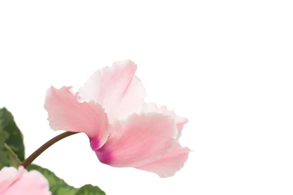 Fleur Cyclamen Rose Isolée Sur Fond Blanc Été Printemps Couché — Photo
