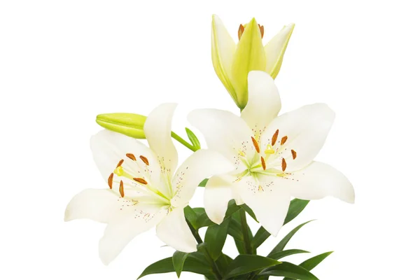 Bouquet Beautiful Delicate White Lilies Isolated White Background Wedding Bride — Stock Photo, Image