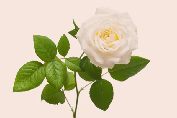 Belle Fleur Rose Rose Sur Fond Blanc Carte Mariage Salutations — Photo