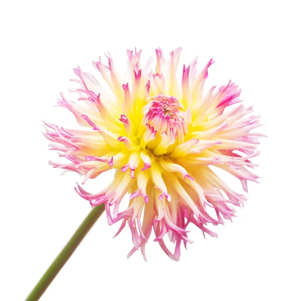 Roze Gele Bloem Dahlia Geïsoleerd Een Witte Achtergrond Plat Lag — Stockfoto