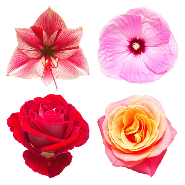 Kolekcja Pięknych Kwiatów Hibiskusa Lavatera Amarylis Róż Białym Tle Karty — Zdjęcie stockowe