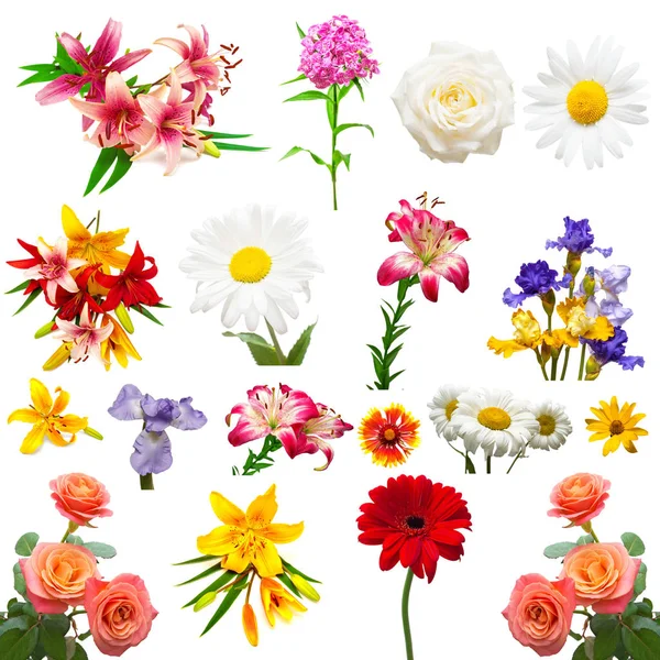 Collectie Van Prachtige Kleurrijke Bloemen Geïsoleerd Een Witte Achtergrond Plat — Stockfoto