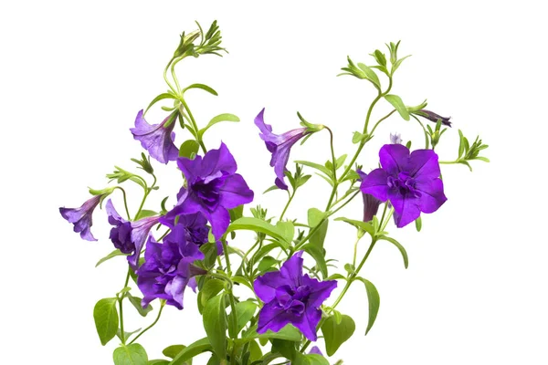 Flowers Purple Petunias Isolated White Background Flowerbeds Garden Flat Lay — Stock Photo, Image