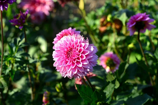 花床上的花园里有粉红色的大丽花 — 图库照片