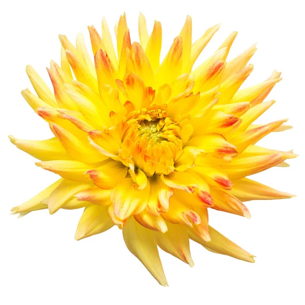 Квітка Красивої Жовтої Дхалії Макро Природи Ізольована Білому Тлі Ботанічна — стокове фото