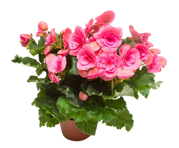 Begonia Rózsaszín Virágok Egy Pot Elszigetelt Fehér Background Lapos Feküdt — Stock Fotó