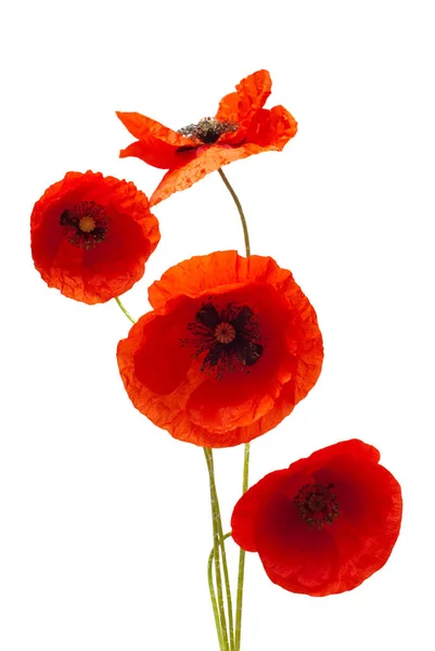 Bouquet Wild Red Poppy Flower Isolated White Background Flat Lay — Stock Photo, Image