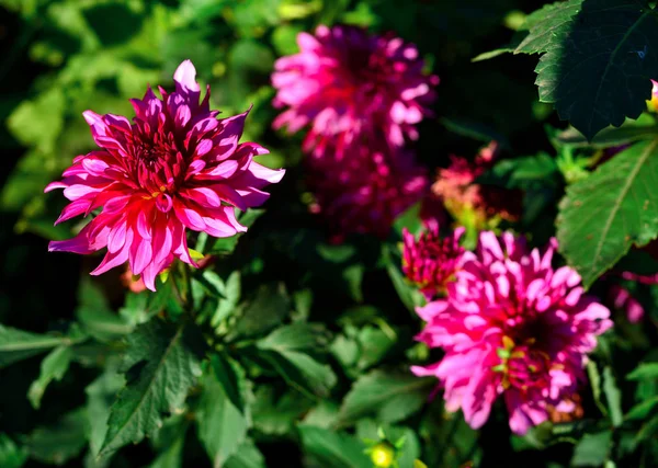 Çiçek Bahçesinde Çiçek Pembe Dahlias Güneşli Arka Işık — Stok fotoğraf