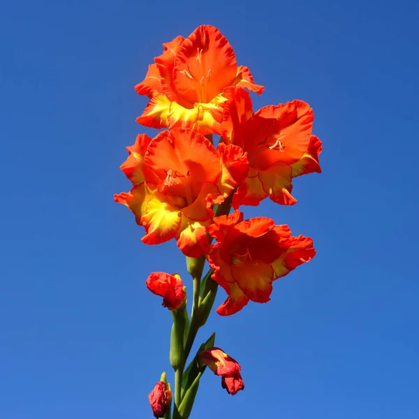 Bright Orange Yellow Gladiolus Flower Blue Sky — Stock Photo, Image
