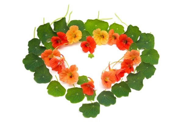 Güzel Romantik Kalp Nasturtium Çiçek Yaprakları Beyaz Arka Plan Üzerinde — Stok fotoğraf