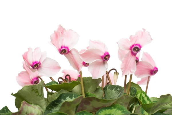 Рожевий Цикламенова Квітка Ізольовані Білому Тлі Влітку Весна Плоскі Мирян — стокове фото