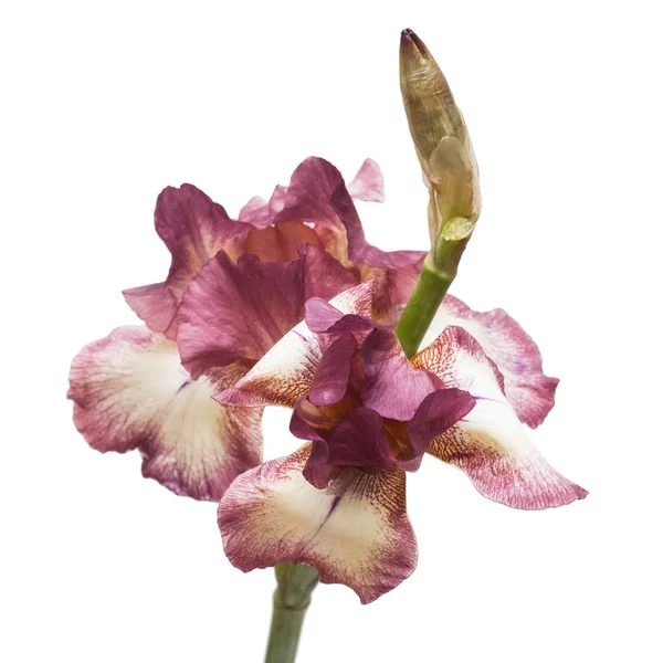 Vit Lila Blomma Iris Med Bud Isolerade Vit Bakgrund Bröllop — Stockfoto