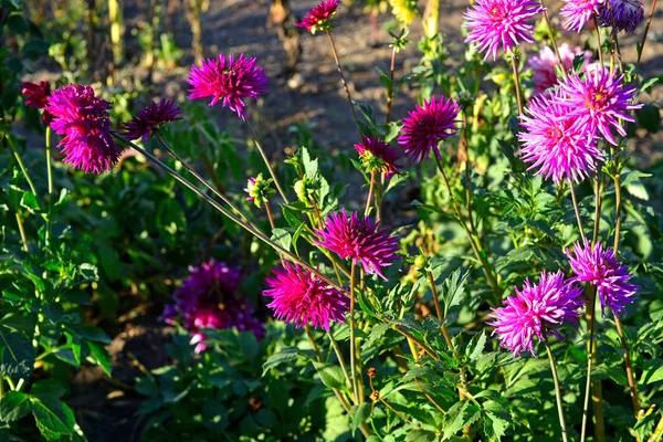 Çiçek Yatak Üzerinde Bahçedeki Çiçekleri Pembe Dahlias Güneşli Arka Işık — Stok fotoğraf