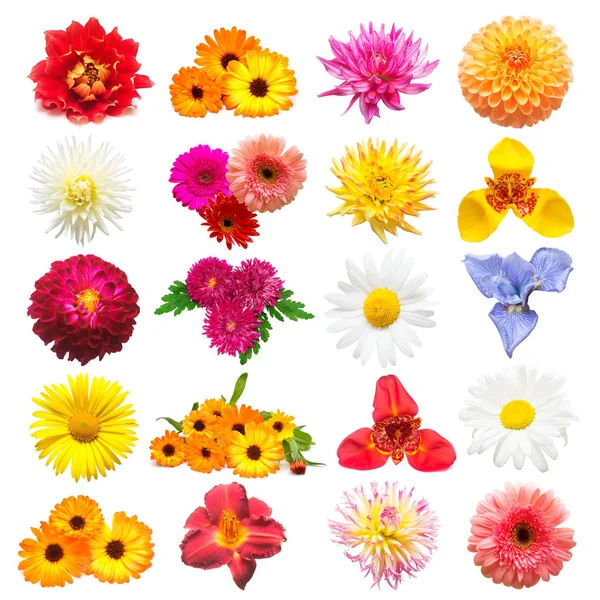 Sbírka Nejrůznějších Měsíčku Květiny Dahlia Lilie Heřmánek Iris Chryzantéma Sedmikrásky — Stock fotografie