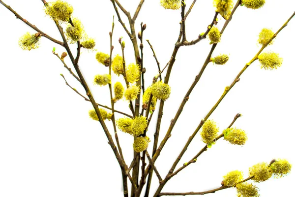 Flowering Willow Branches Isolated White Background — Stock Photo, Image