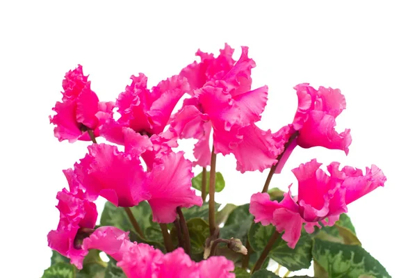 Rosa Cyclamen Blühen Isoliert Auf Weißem Hintergrund Sommer Frühling Flache — Stockfoto