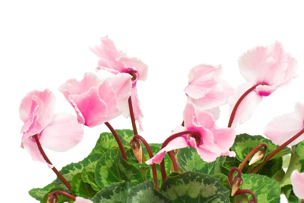 Fleur Cyclamen Rose Isolée Sur Fond Blanc Été Printemps Couché — Photo