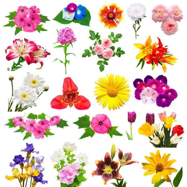 Collection of beautiful colorful flowers tulips, carnation, tigridia, lilies, iris, chamomile, rose, lavatera, morning glory, phlox, petunia isolated on white background. Summer. Spring. Flat lay, top view. Love. Valentine's Day. Easter. 