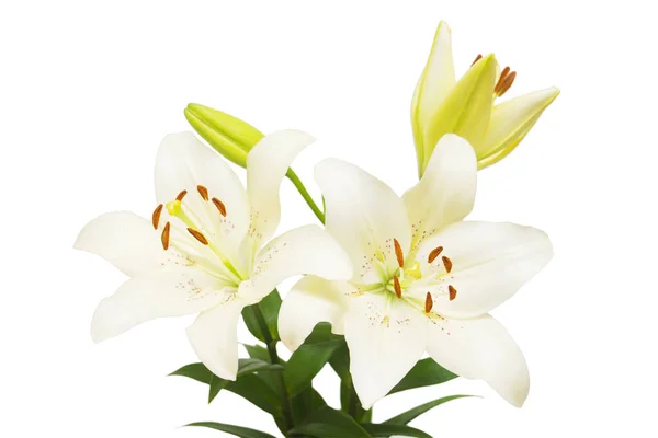 白色背景上的美丽精致的白色百合花的花束 新娘时尚创意花卉组合 顶部视图 情人节 — 图库照片