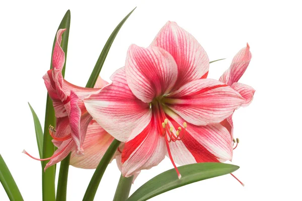 Bukett Amaryllis Rosa Blommor Isolerad Vit Bakgrund Blommande Våren Vackra — Stockfoto