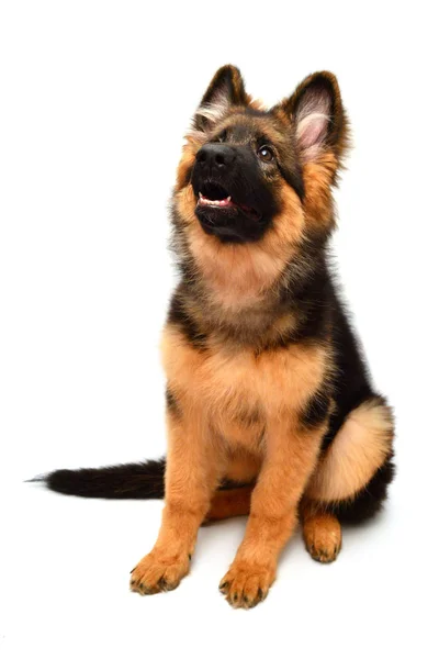 Cão Pastor Alemão Fofo Mostra Dentes Língua Irritado Isolado Fundo — Fotografia de Stock