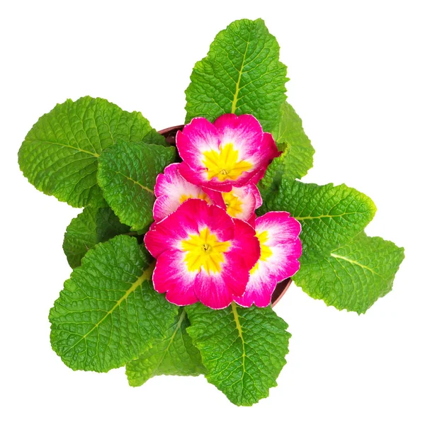Rosa Primula Blommor Isolerad Vit Bakgrund Platt Lekmanna Top View — Stockfoto