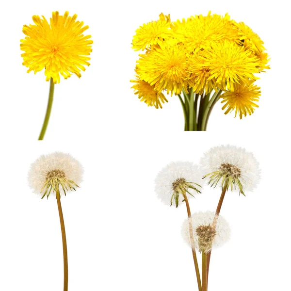 異なる開花期にタンポポの花のコレクション フラット横たわっていた トップ ビュー — ストック写真