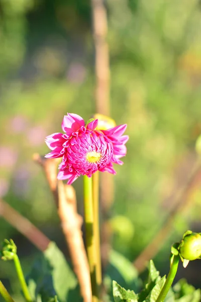 Różowy Kwiat Dalia Ogrody Kwiatowe Ogrodzie Słoneczny Natura — Zdjęcie stockowe