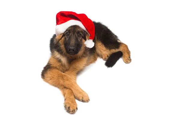 Německý Ovčák Pes Santa Claus Vánoční Čepici Izolovaných Bílém Pozadí — Stock fotografie