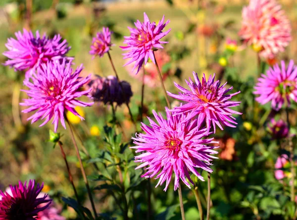 Çiçek Yatak Üzerinde Bahçedeki Çiçekleri Pembe Dahlias Güneşli Arka Işık — Stok fotoğraf