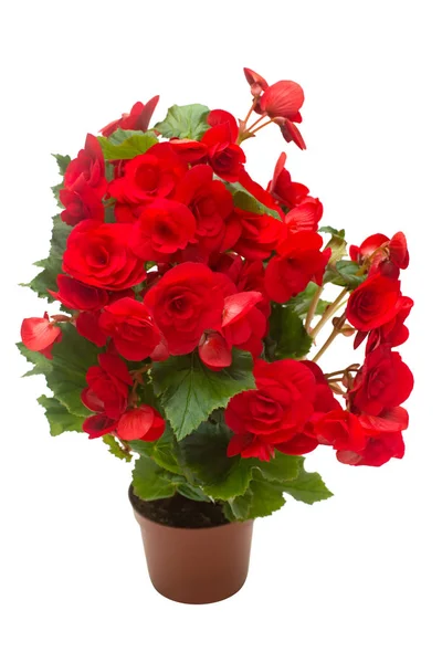 Begonia Piros Virágok Egy Pot Elszigetelt Fehér Background Lapos Feküdt — Stock Fotó