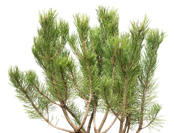 Borovice Pinus Mugo Izolovaných Bílém Pozadí — Stock fotografie