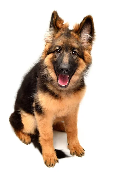 Fluffy German Shepherd Dog Isolated White Background Puppy Beautiful Funny — Stock Photo, Image