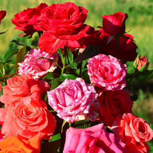 Beau Bouquet Fleurs Roses Dans Jardin Sur Fond Pelouse Beaucoup — Photo