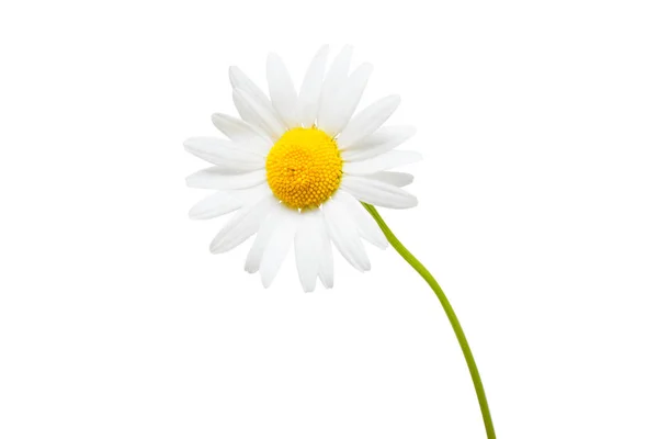 Une Fleur Marguerite Blanche Isolée Sur Fond Blanc Couché Plat — Photo