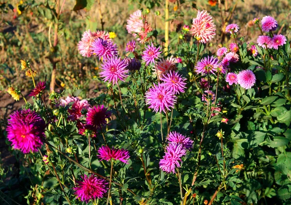 Λουλούδια Ροζ Ντάλιες Στον Κήπο Παρτέρια Sunny Οπίσθιου Φωτισμού — Φωτογραφία Αρχείου