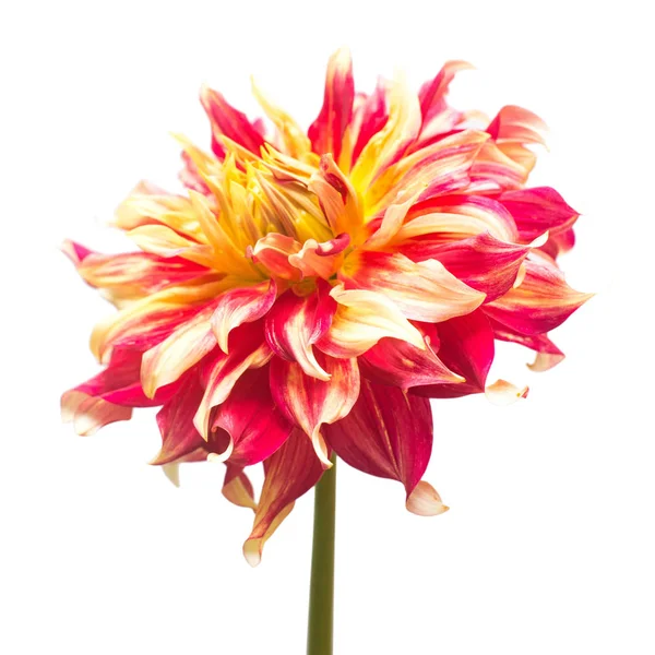Czerwony Kwiat Dalia Białym Tle Widok Płaski Świeckich Top — Zdjęcie stockowe