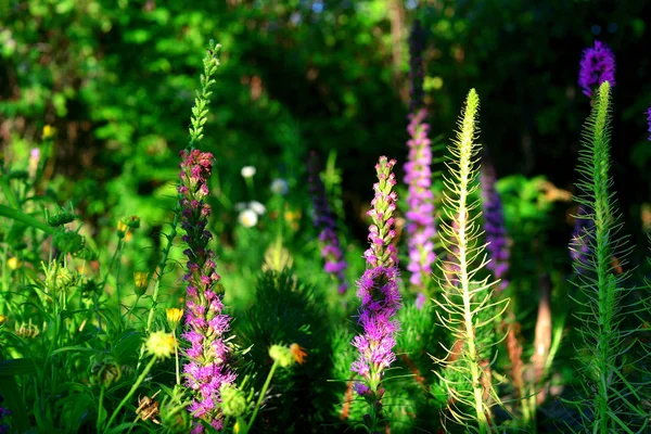 Flores Liatris Púrpura Jardín Sobre Fondo Césped Una Puesta Sol — Foto de Stock