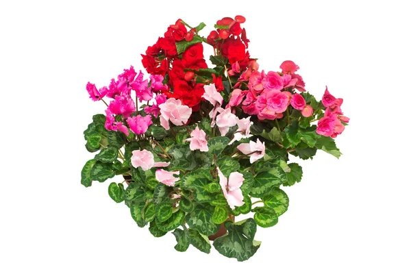 Sortiert Aus Zimmerblumen Rosa Und Rote Begonien Cyclamen Isoliert Auf — Stockfoto