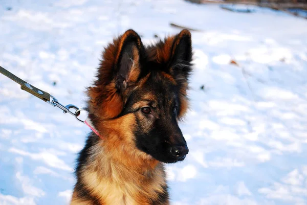 Puppy German Shepherd Dog Portrait Winter Walk Leash Snow — Stock Photo, Image