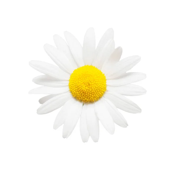 Один Белый Цветок Маргаритки Изолирован Белом Фоне Плоский Вид Сверху — стоковое фото