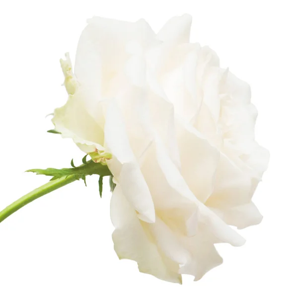 Bella Rosa Bianca Fiore Isolato Sfondo Bianco Biglietto Nuziale Saluto — Foto Stock