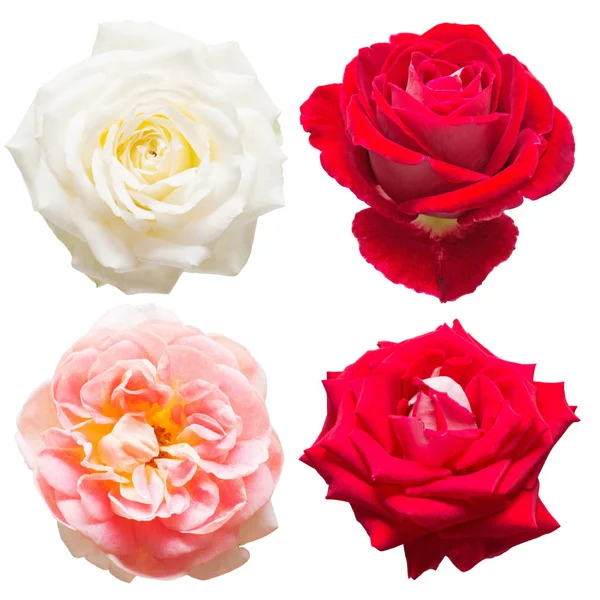 Una Hermosa Colección Flores Rosas Colores Blanco Rojo Rosa Aislados — Foto de Stock