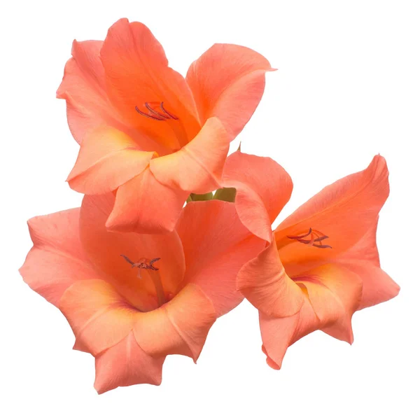 Schöne Orange Modische Gladiolenblüte Isoliert Auf Weißem Hintergrund Brautstrauß Der — Stockfoto